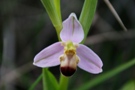 Ophrys bicolor
